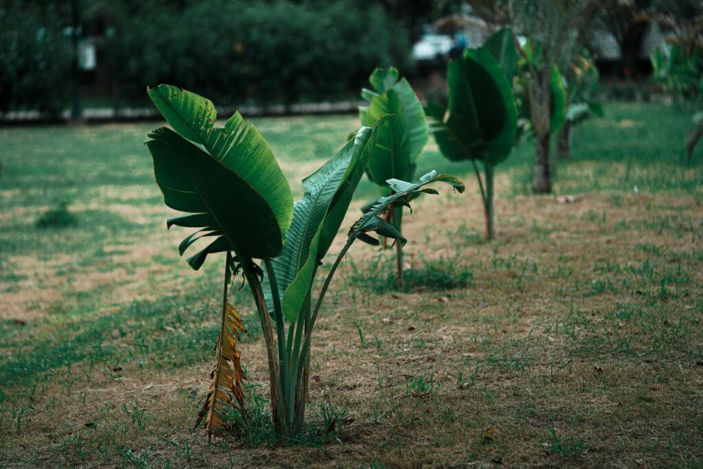 Serene garden scene with vibrant banana plants under natural lighting, ideal for nature and agriculture themes.